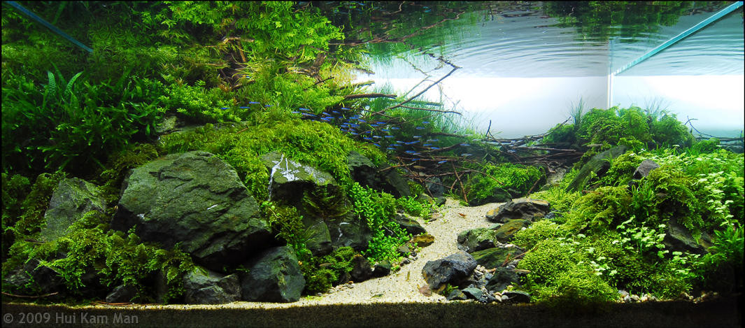 aquascaping pierres