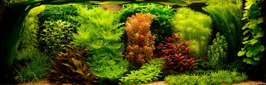 L'aquascaping : définition et création d'un aquarium planté