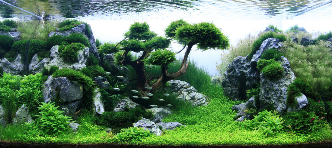L'aquascaping : définition et création d'un aquarium planté