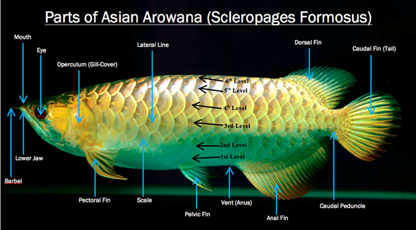 anatomie arowana