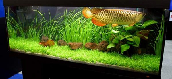 aquarium arowana