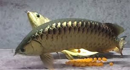 oeufs arowana