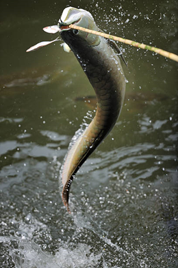 saut arowana