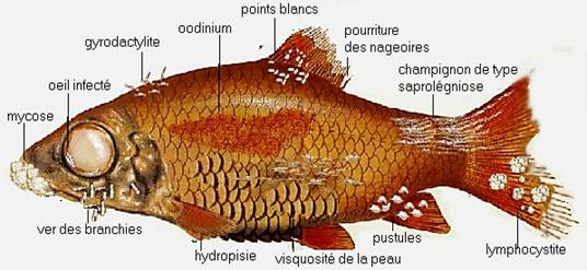 Pathologies des poissons d'ornement - le blog dédié à l'aquarium