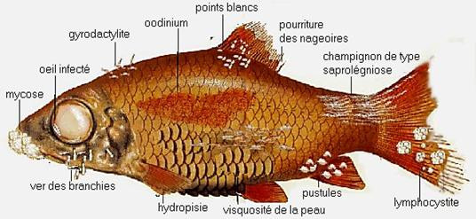 résumé des maladies en aquarium sur un poisson