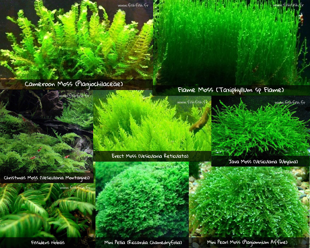 Mousses aquarium cameroon moss flame moss christmas moss erect moss java moss mousse de java