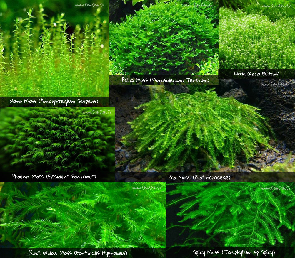 Mousses aquarium nano moss pellia moss phoenix moss pilo moss riccia