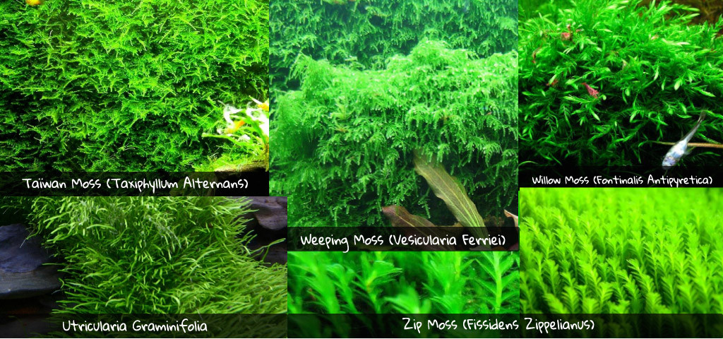 Mousses aquarium taiwan moss utricularia zip moss weeping moss willow moss spiky moss