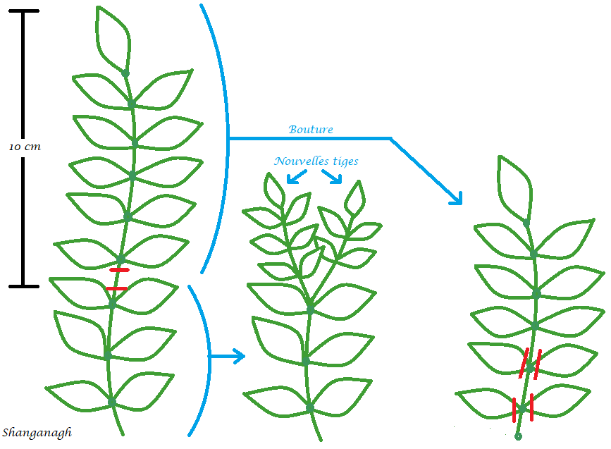 Entretien des plantes. Taille-plante-tiges