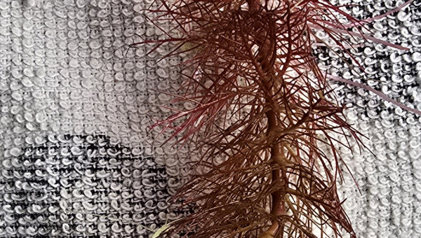 Limnophila sp.orange