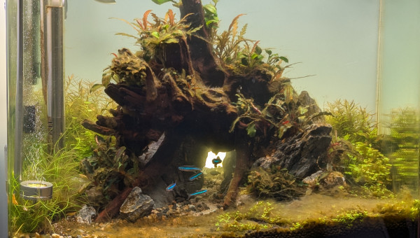 Fini les algues ! ( Pour le moment..)