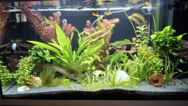 Les plantes poussent bien !