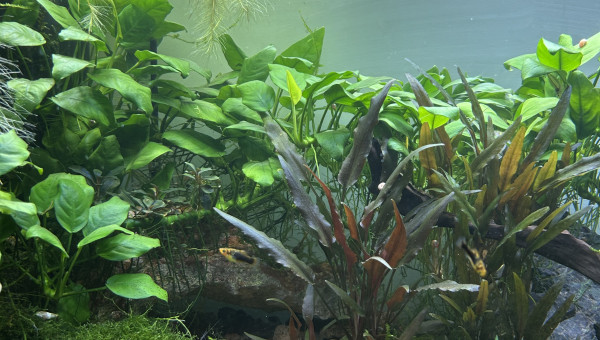 Entretien de mon premier bac