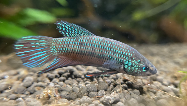 J’ai compté au moins 6 alevins betta smaragdina dans le bac