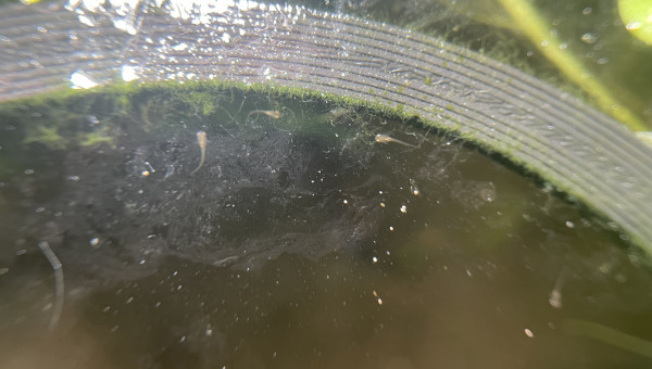 J’ai compté au moins 6 alevins betta smaragdina dans le bac