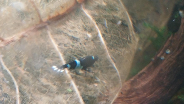 Ah les creu creu creuuu dans leur comportements