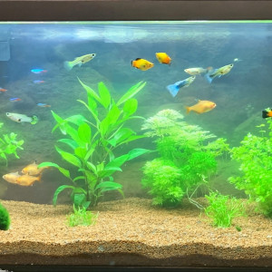 AquaSam