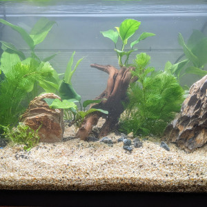 Fist Aquarium