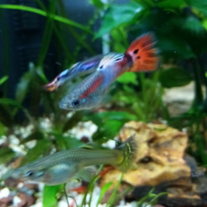 Publication de Man-fish