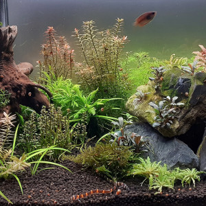 60L Asie
