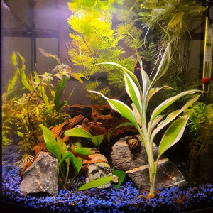 Acquario Milo 30 Cubik R Vision