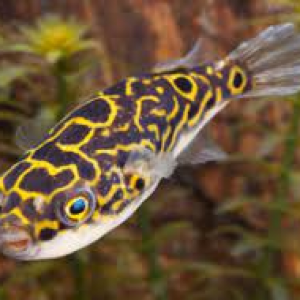SamyLeTetra
