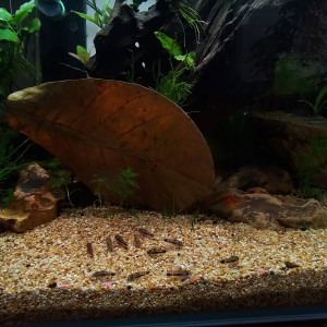 Apisto Corydo