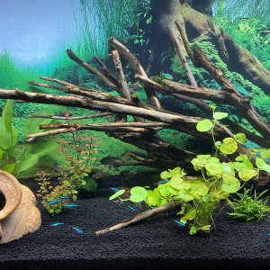 Aquarium