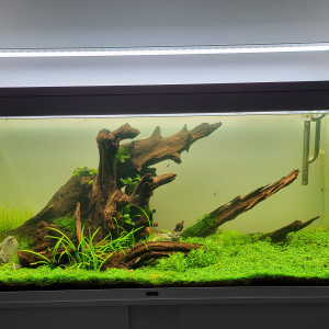 CIANO 240L