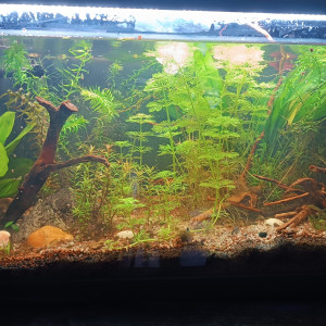 Aquarium communautaire