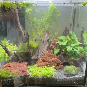 30 L Crevette
