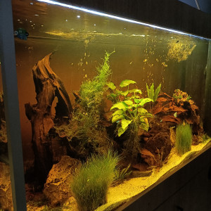 Publication de Pleco