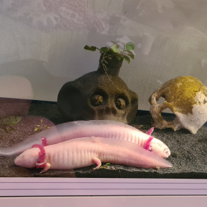 Publication de Surimi