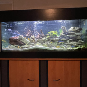Aquarium bureau 1