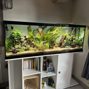 Aquarium 330L