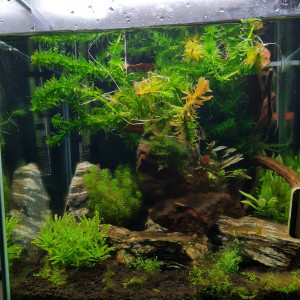 Sashimi house_betta splendens