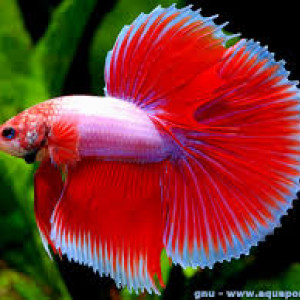 Aquarium 1