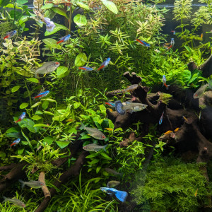 Aquarium principal