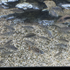 Publication de CyphotilapiaBlueZaireMoba