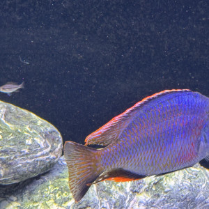 Publication de CyphotilapiaBlueZaireMoba