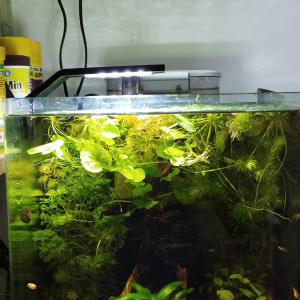 Dennerle 30 litres