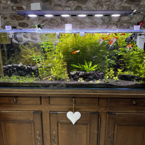 Publication de cupidon3d