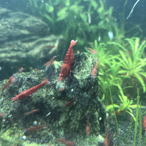 TheShrimpMan