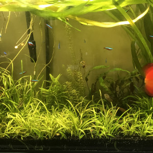 Aquarium 1