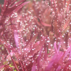 Rotala Blood Red Singapour