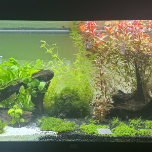 JUWEL RIO 240