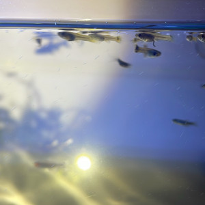 Bébé guppy