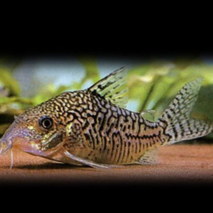 Corydoras sodalis