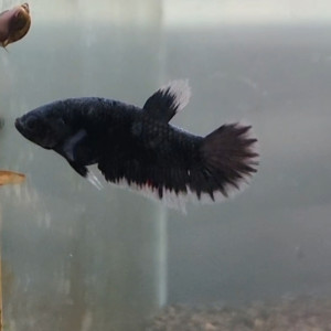 Betta avatar giant