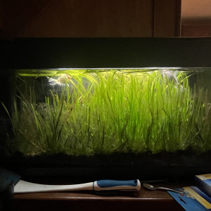 Don aquarium + 3 poissons